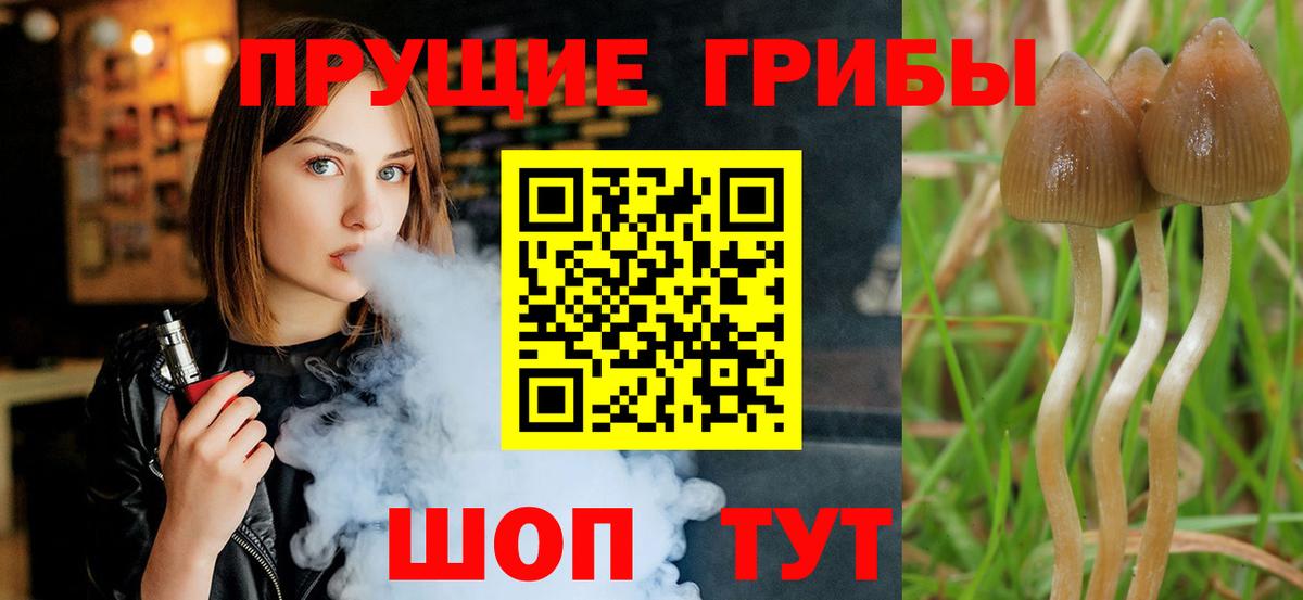 Псилоцибиновые грибы Psilocybine cubensis Ревда